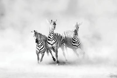 Canvas Prints Fine Wall Art Zebra Photo Print Black White Zebras 1 2 x